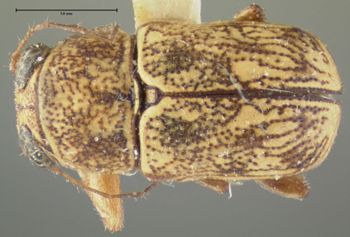 Media type: image; Entomology 8765   Aspect: habitus dorsal view